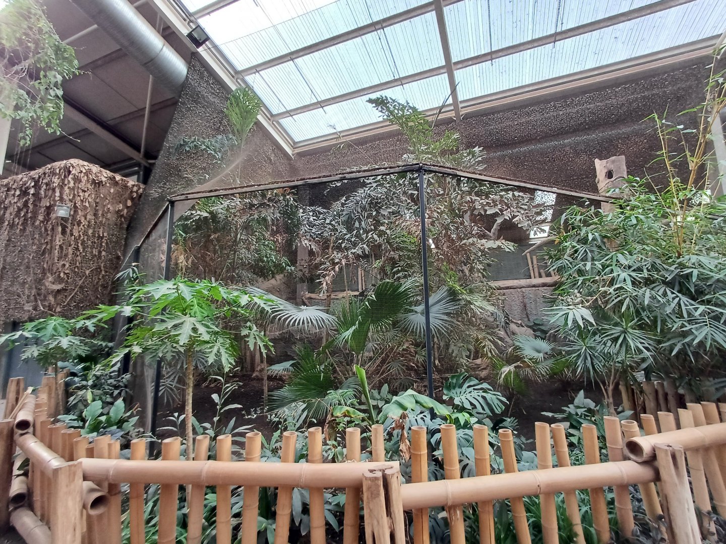 Rhinoceros Hornbill- Aviary