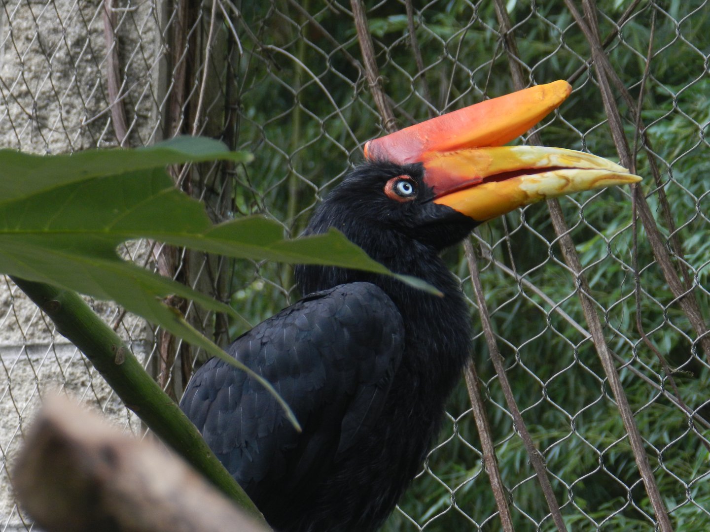 Rhinoceros Hornbill (Buceros rhinoceros) at Zoo Atlanta, USA