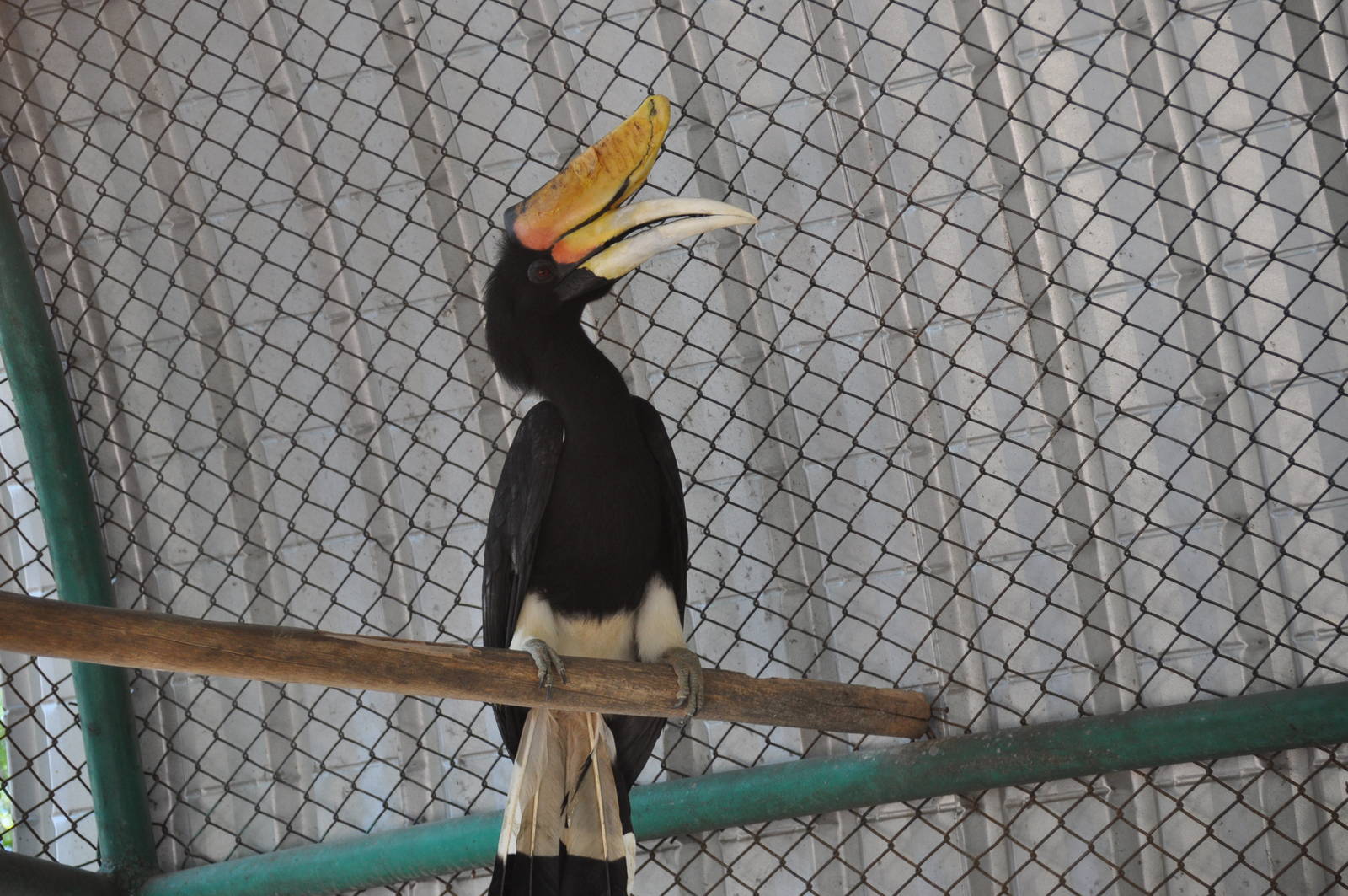 Rhinoceros hornbill/ Buceros rhinoceros rhinoceros