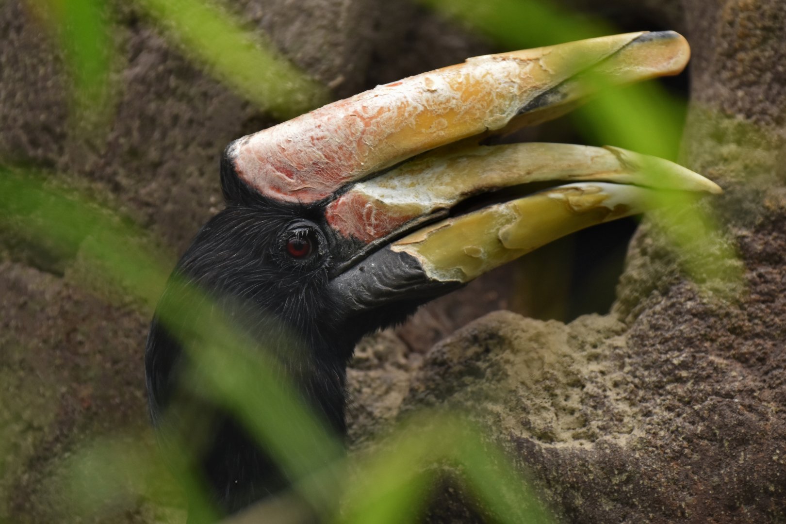 Rhinoceros Hornbill Buceros rhinoceros rhinoceros