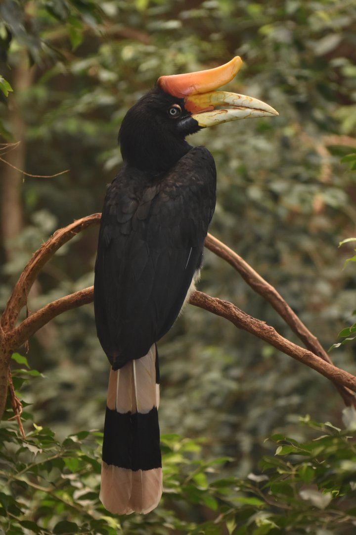 Rhinoceros Hornbill Buceros rhinoceros rhinoceros