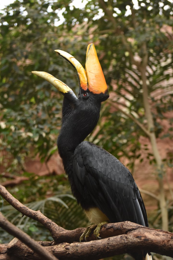 Rhinoceros Hornbill Buceros rhinoceros rhinoceros