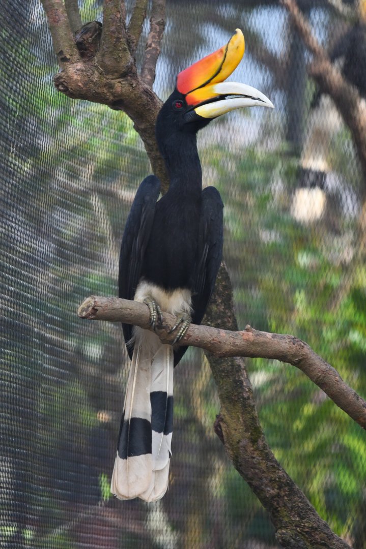 Rhinoceros hornbill (Buceros rhinoceros ?rhinoceros?)