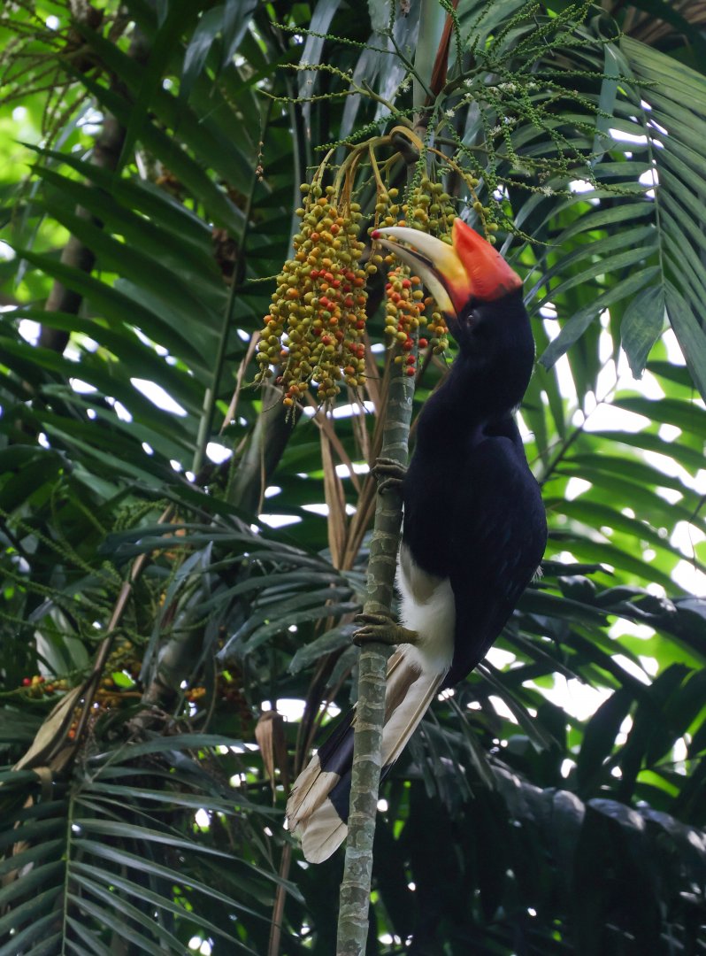 Rhinoceros Hornbill (Buceros rhinoceros rhinoceros)