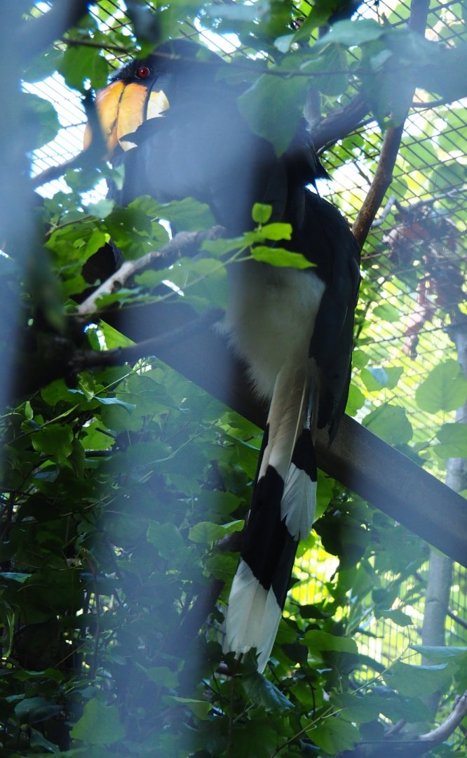 Rhinoceros hornbill (Buceros rhinoceros), Sep 2nd, 2018