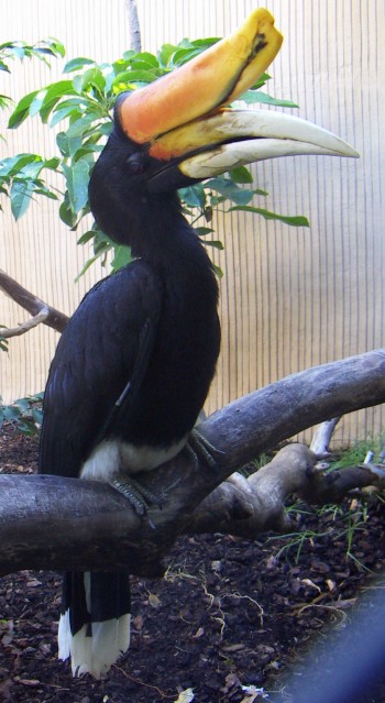 Rhinoceros hornbill (Buceros rhinoceros silvestris)