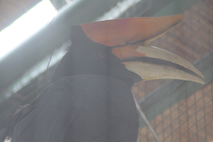 Rhinoceros hornbill (Buceros rhinoceros silvestris)