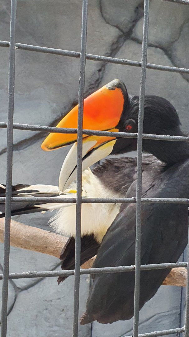 Rhinoceros Hornbill (Buceros rhinoceros) - Solo Safari