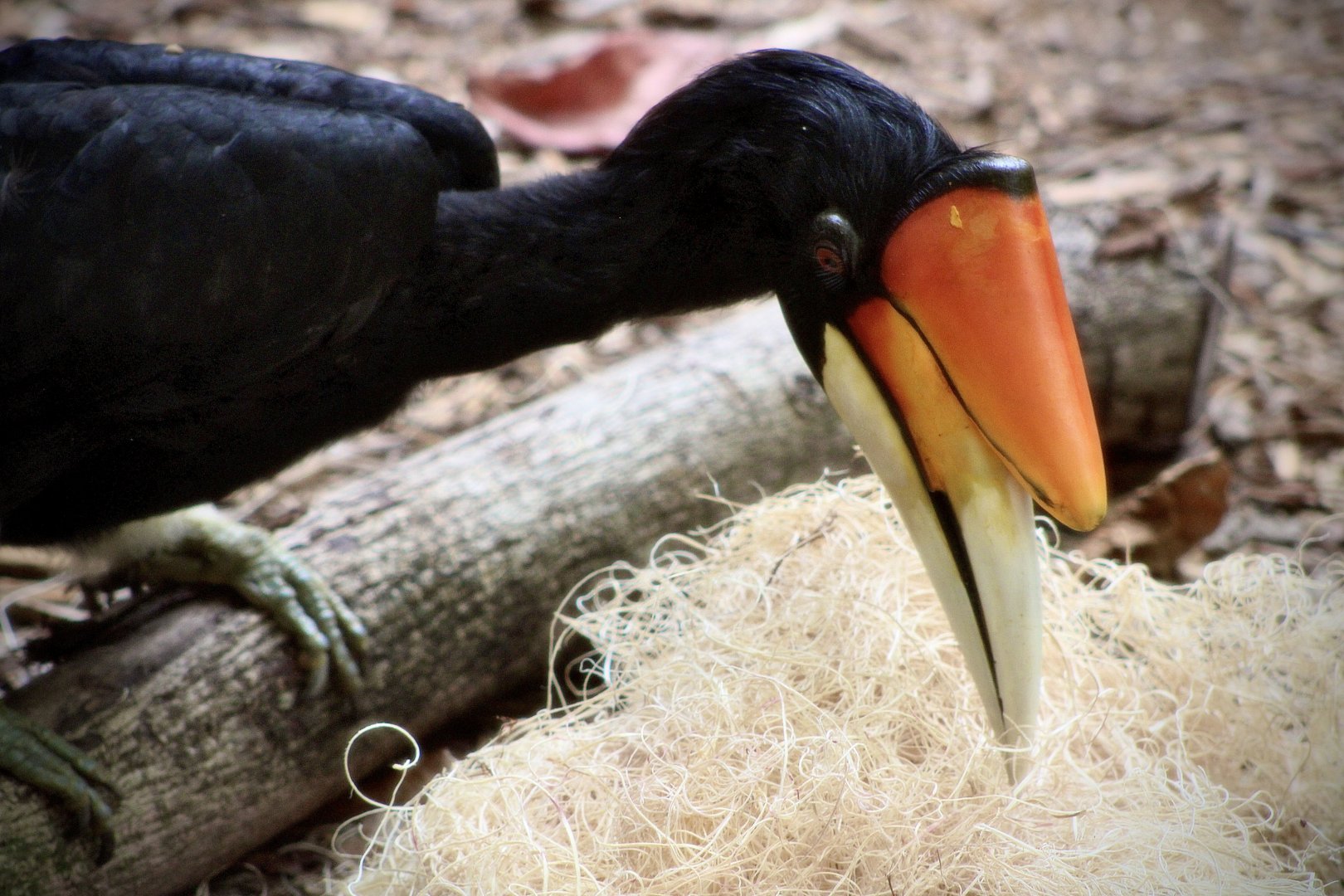 Rhinoceros Hornbill (Buceros rhinoceros ssp.)
