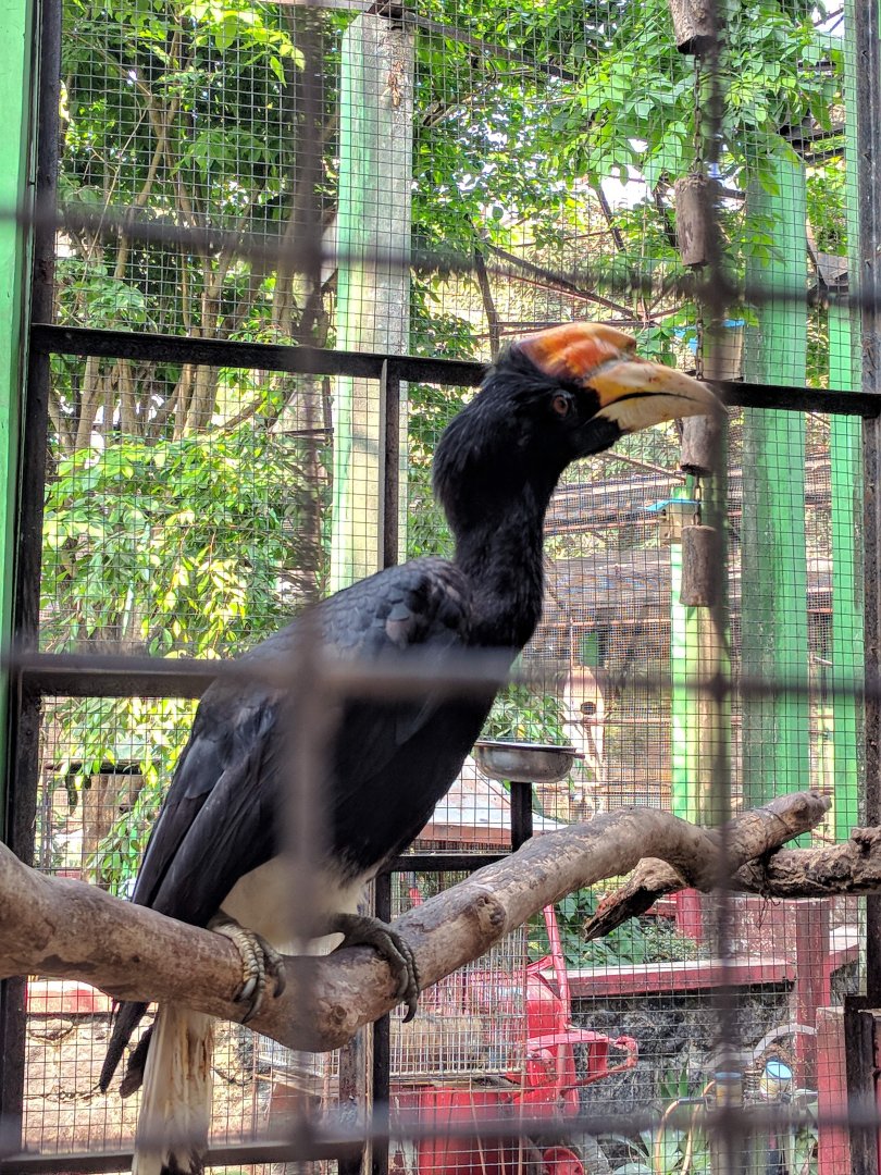 Rhinoceros Hornbill (Buceros rhinoceros) - Taru Jurug Zoo