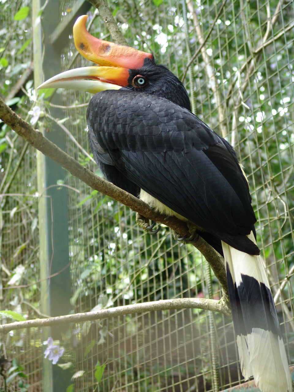 Rhinoceros Hornbill (Buceros rhinoceros)