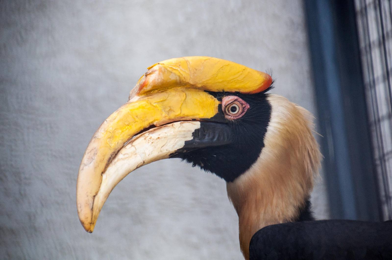 Rhinoceros Hornbill - Buceros rhinoceros