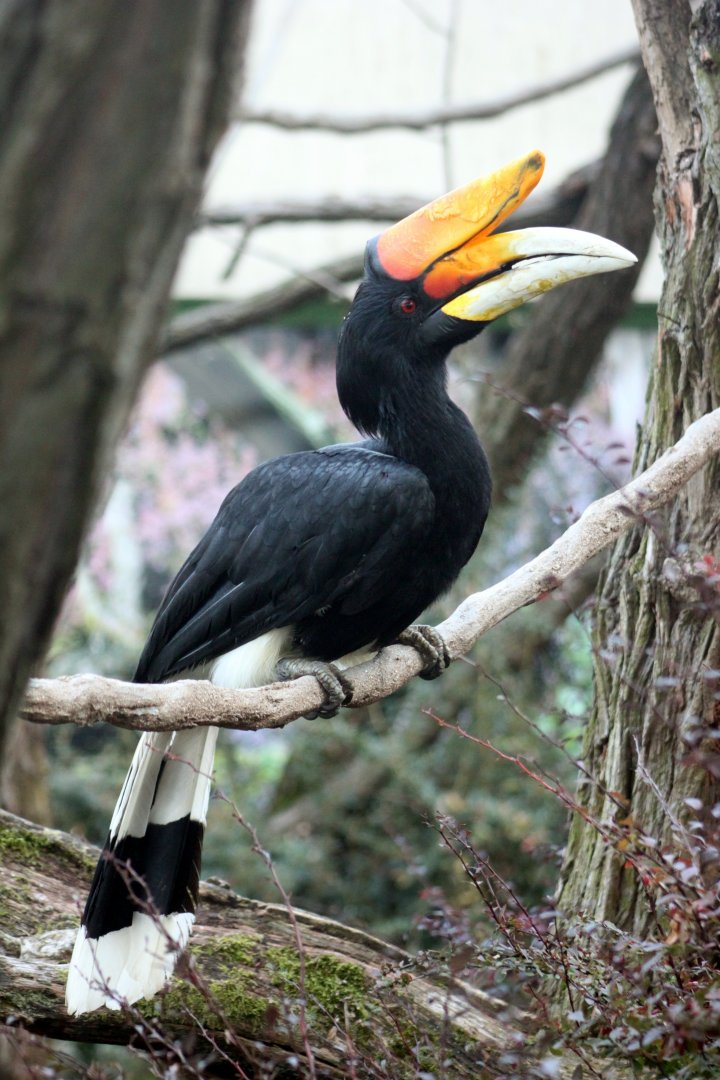 Rhinoceros hornbill (Buceros rhinoceros)