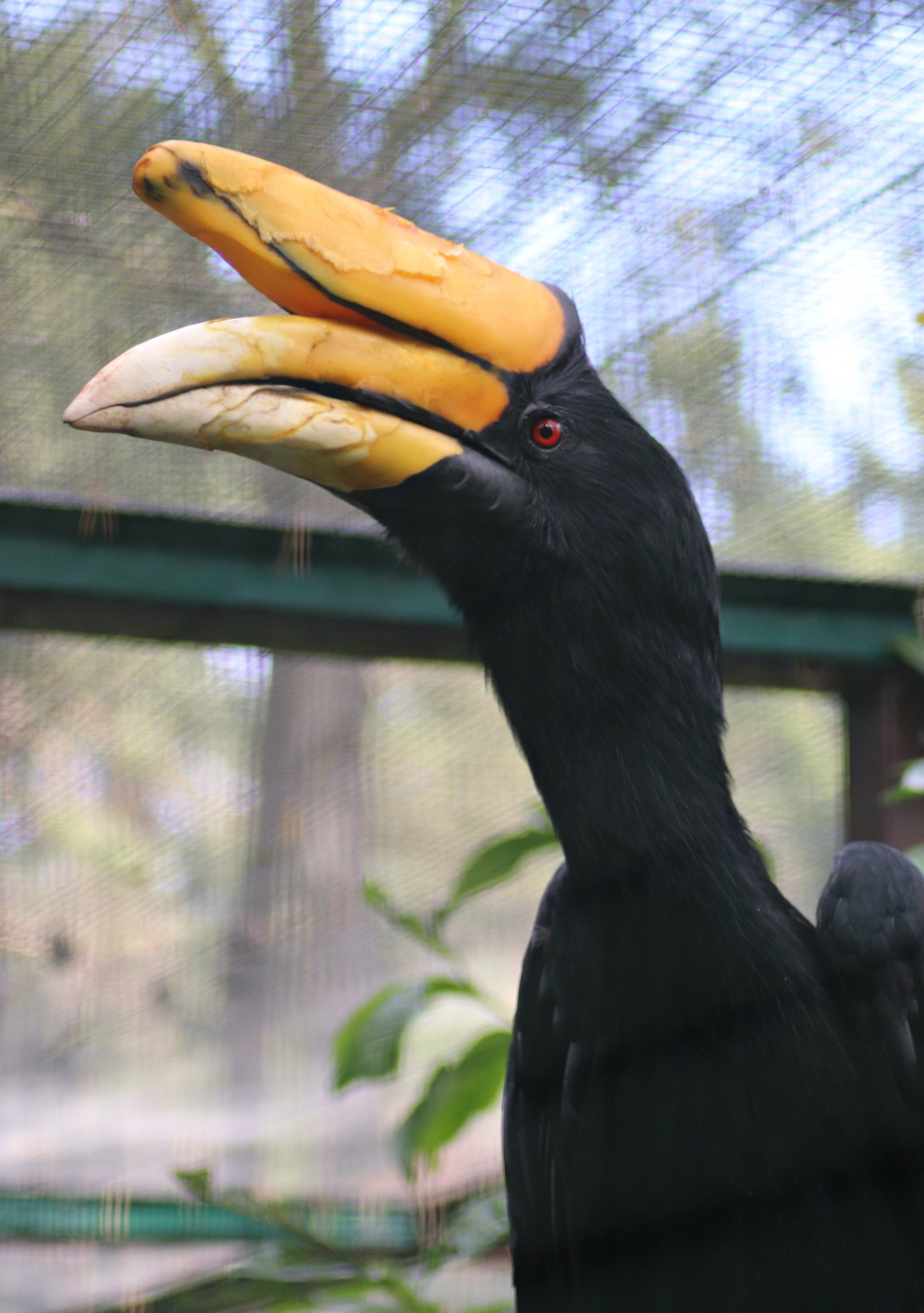 Rhinoceros hornbill (Buceros rhinoceros)