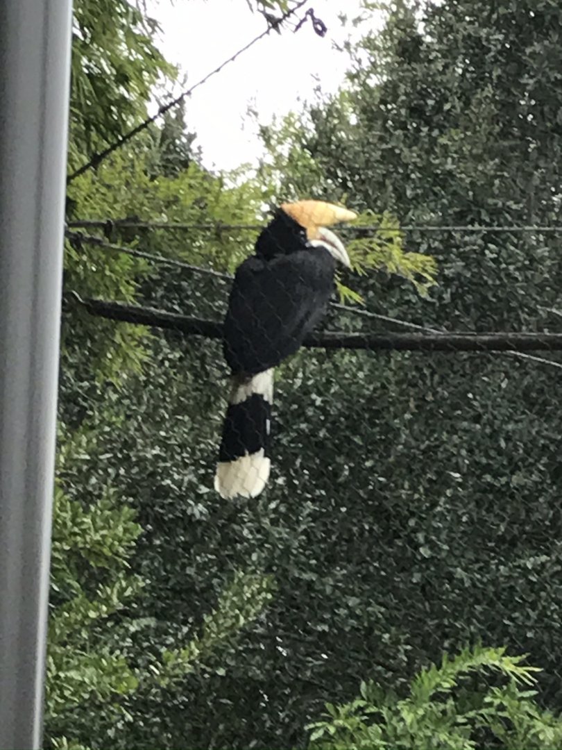 Rhinoceros hornbill (Buceros rhinoceros)