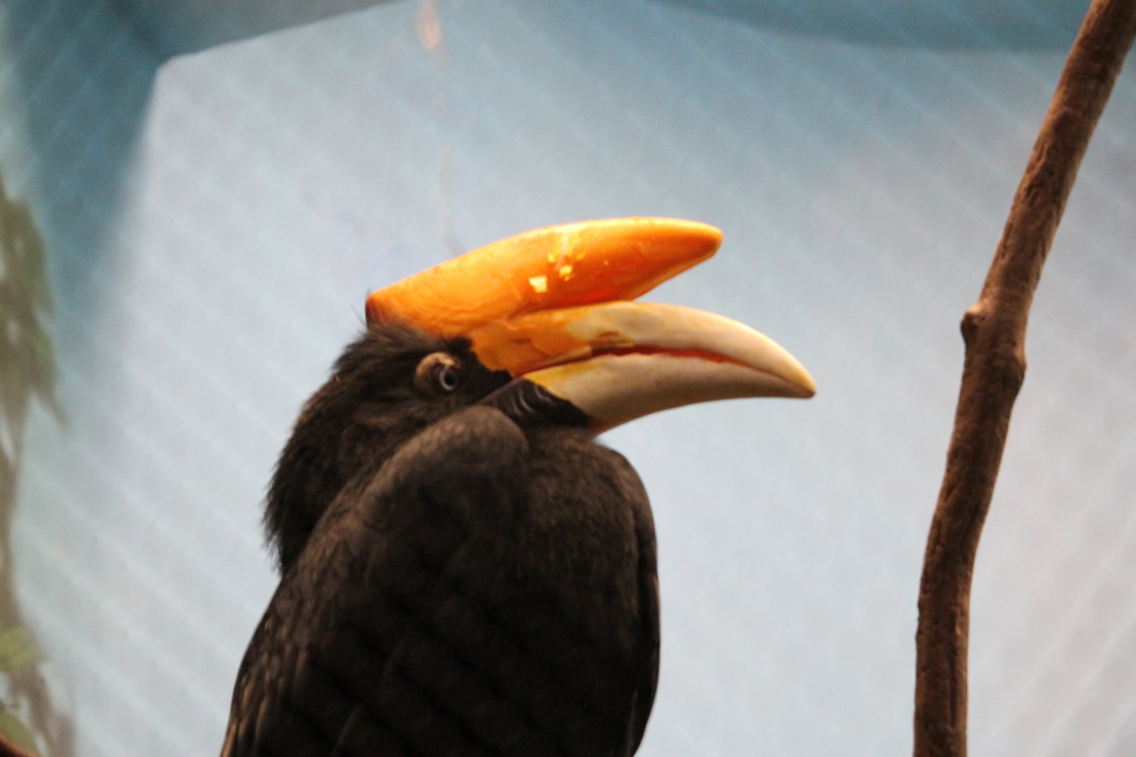 Rhinoceros Hornbill (Buceros rhinoceros)