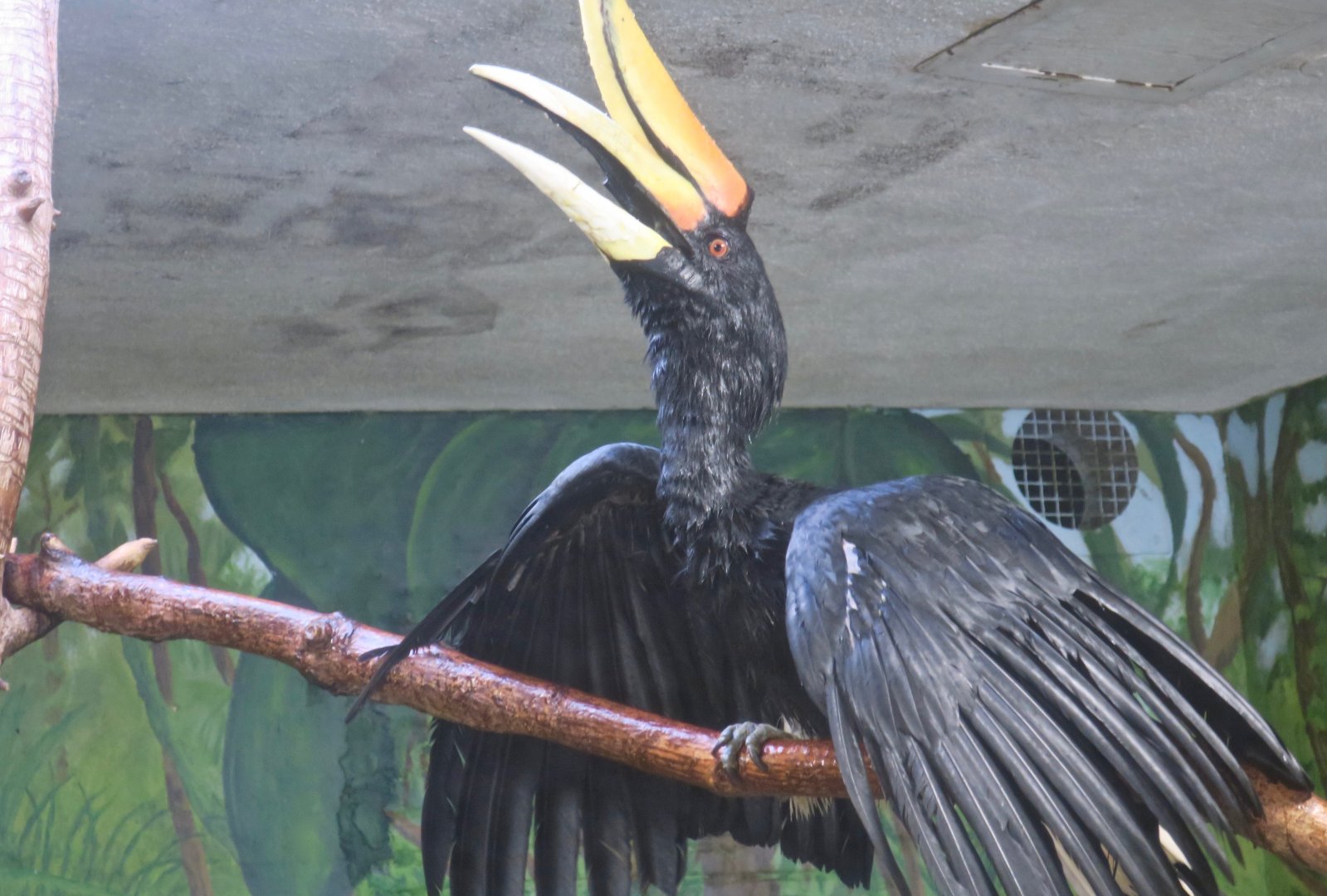Rhinoceros Hornbill (Buceros rhinoceros)