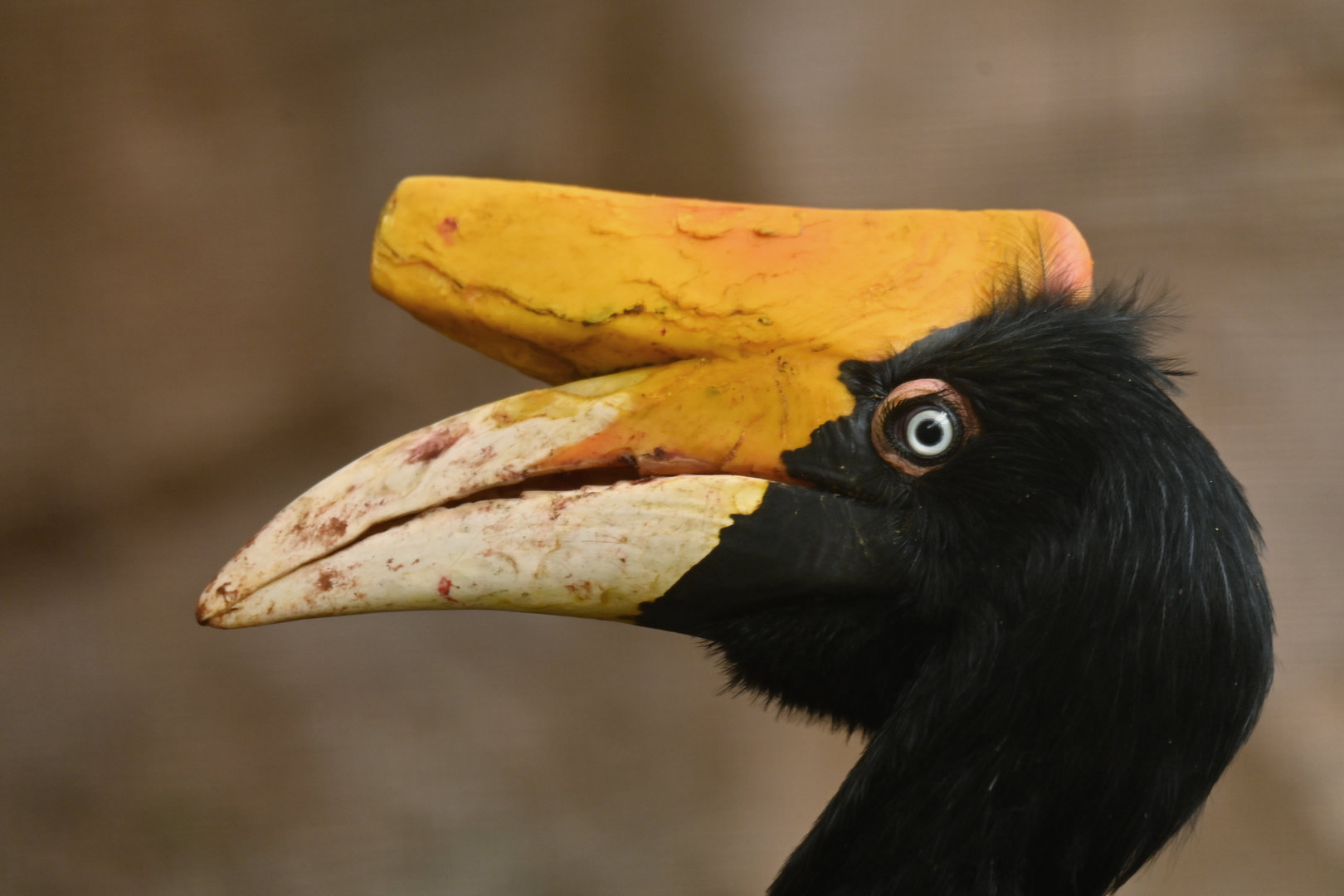 Rhinoceros Hornbill Buceros rhinoceros