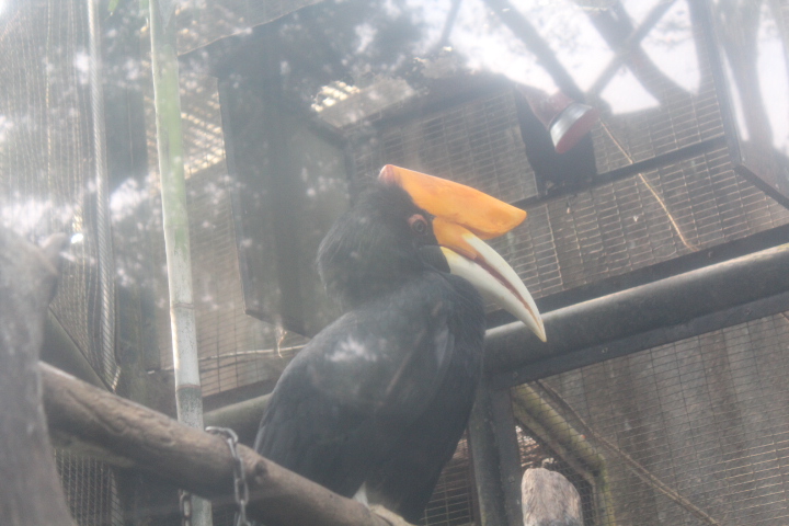 Rhinoceros hornbill (Buceros rhinoceros)