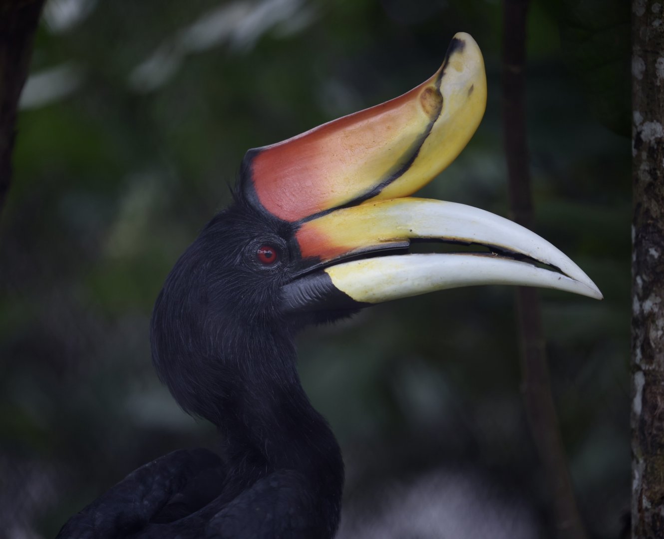 Rhinoceros Hornbill (Buceros rhinoceros)