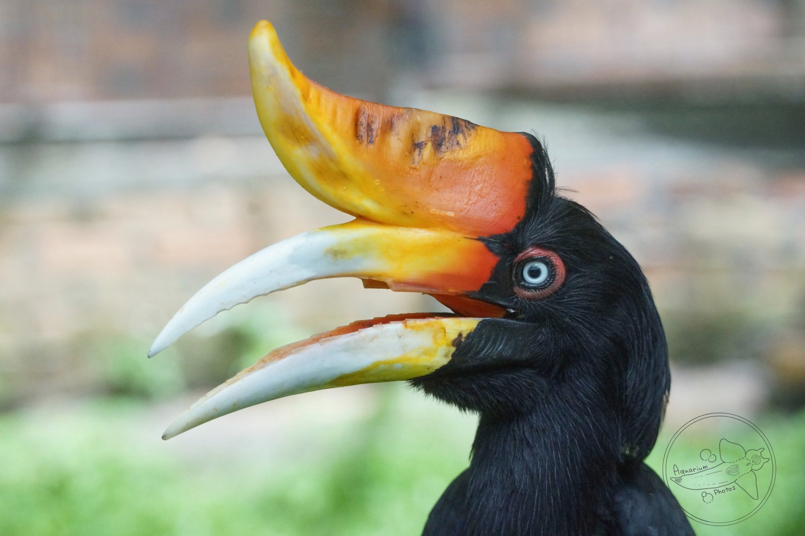 Rhinoceros Hornbill (Buceros rhinoceros)