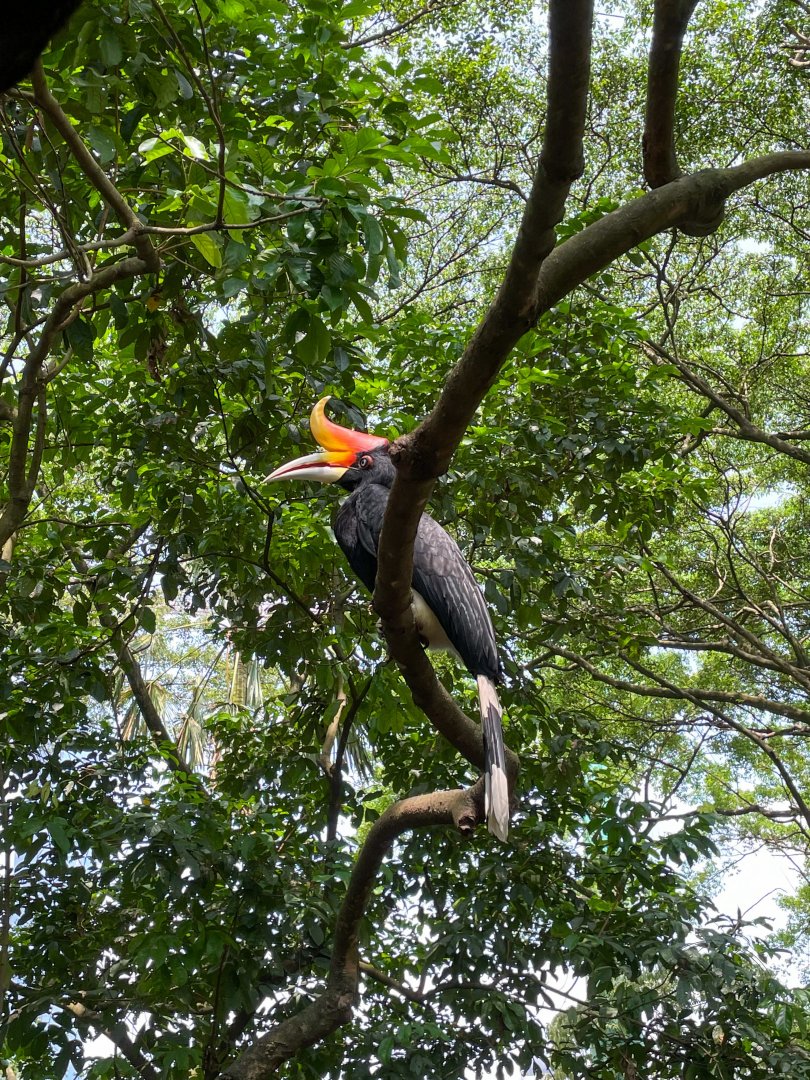 Rhinoceros Hornbill (Buceros rhinoceros)