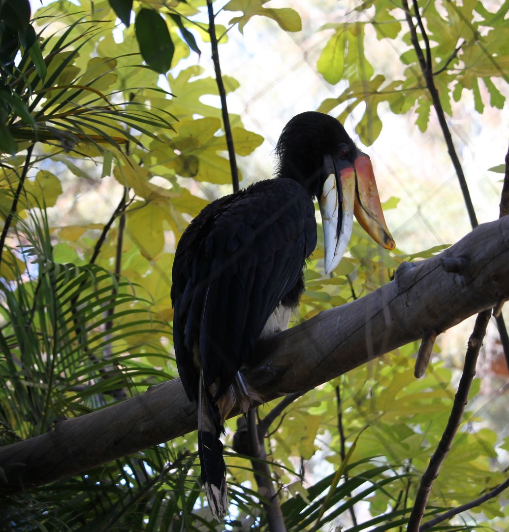 Rhinoceros Hornbill (Buceros rhinoceros)