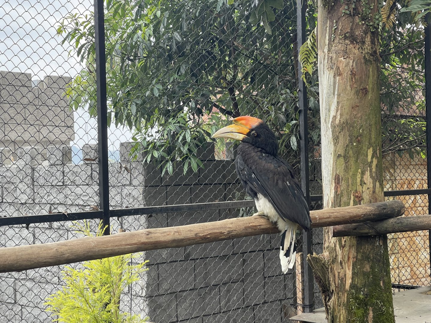 rhinoceros hornbill (buceros rhinoceros)