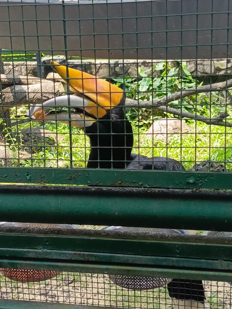 Rhinoceros Hornbill (Buceros rhinoceros)