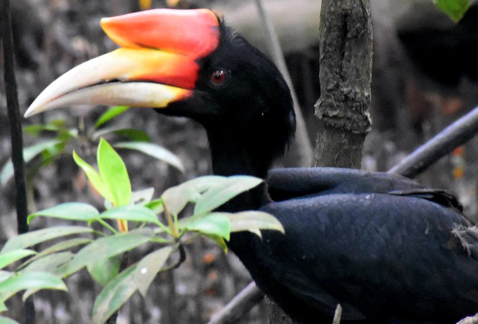 Rhinoceros Hornbill (Buceros rhinoceros)