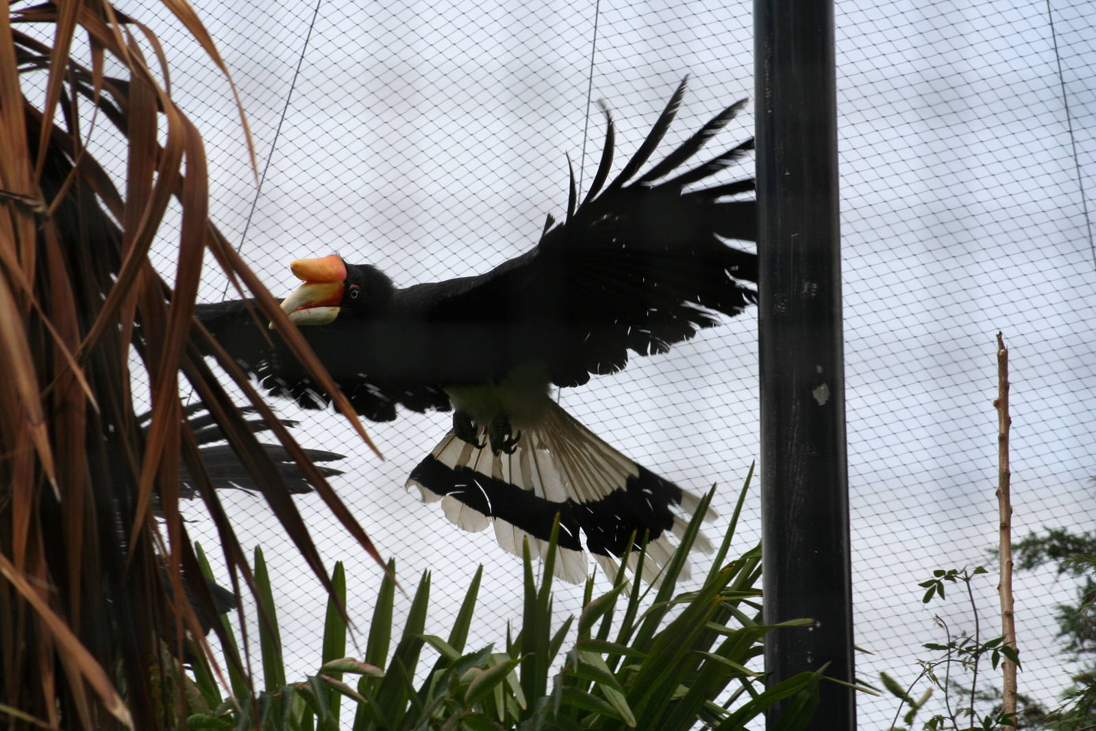 Rhinoceros Hornbill @ Chester; 17.07.10