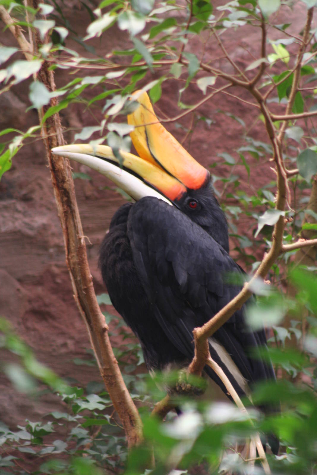 Rhinoceros Hornbill @ Chester; 17.07.10