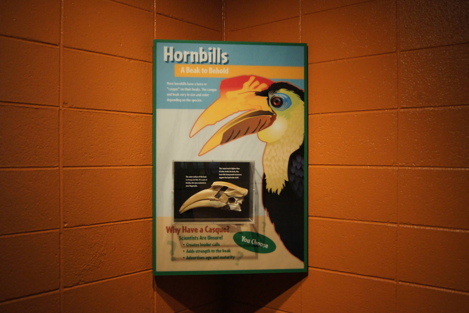 Rhinoceros Hornbill Display