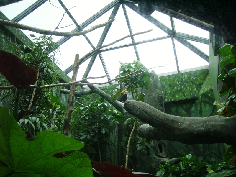 Rhinoceros Hornbill Enclosure - The Birdhouse