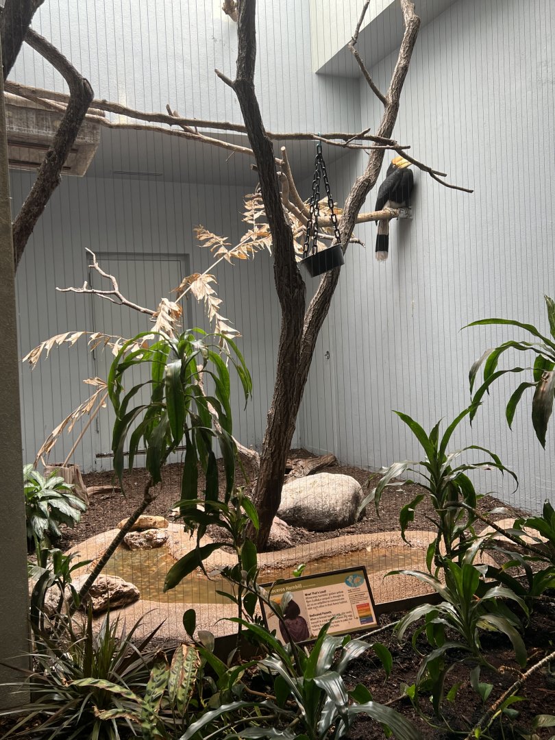 Rhinoceros Hornbill Exhibit 1