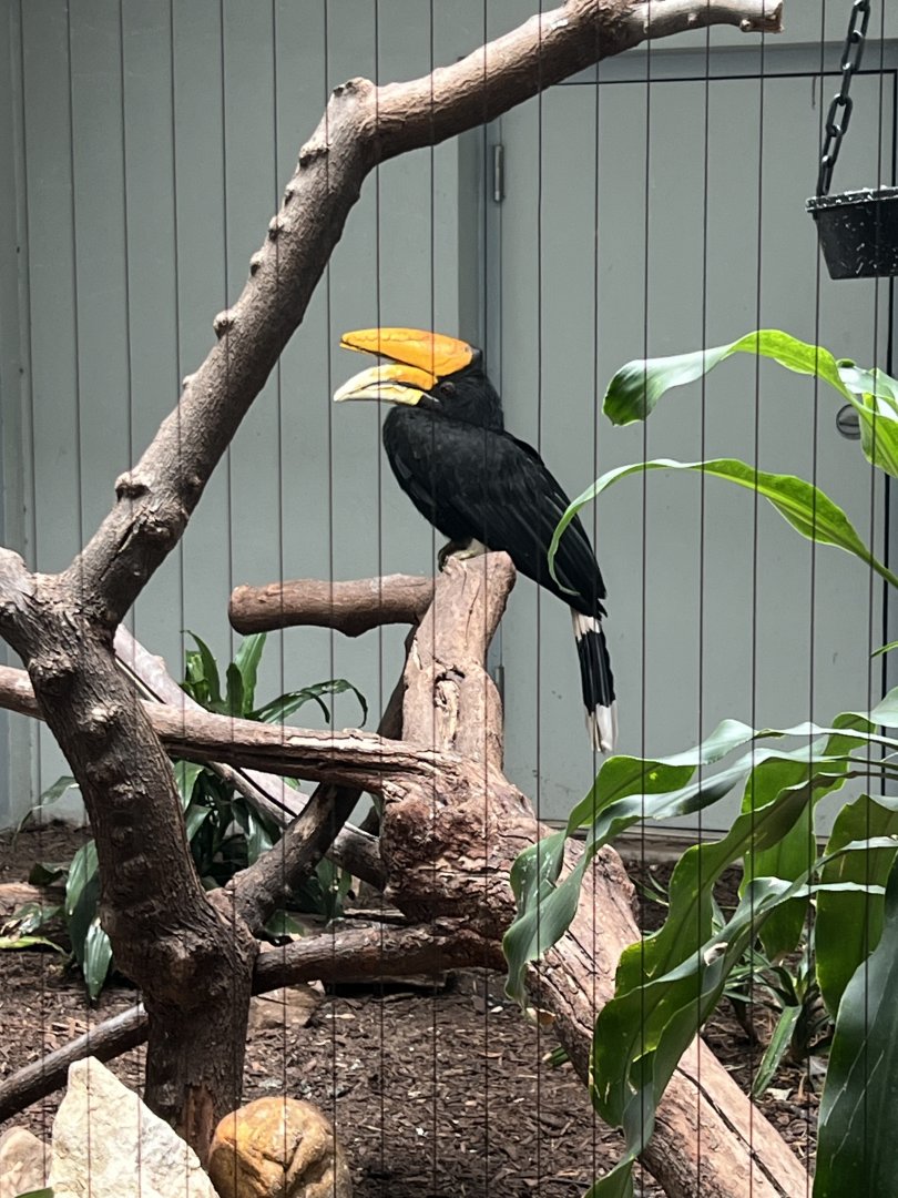 Rhinoceros Hornbill Exhibit 2