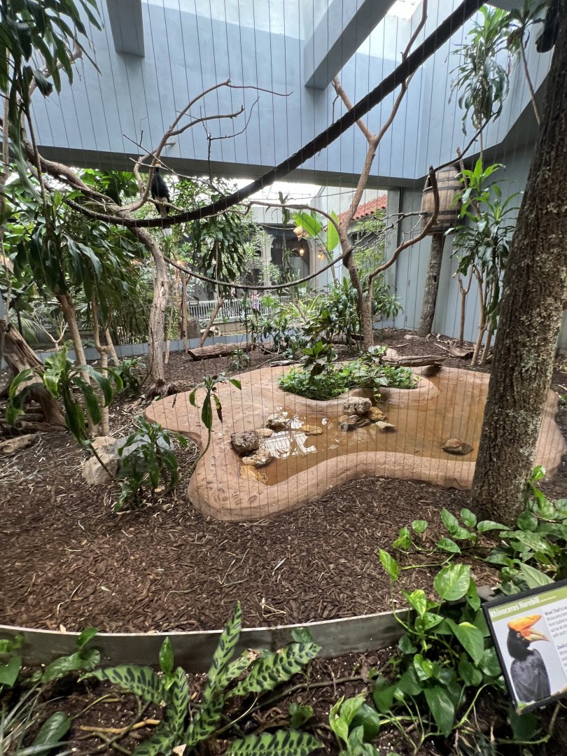 Rhinoceros Hornbill Exhibit 3