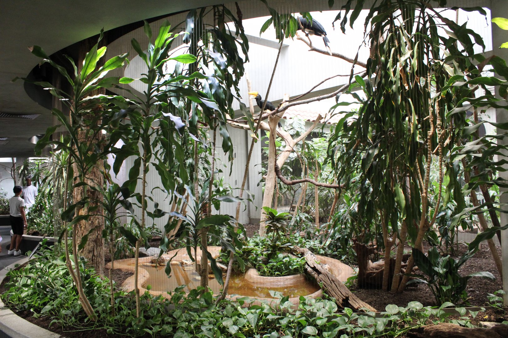 Rhinoceros Hornbill Exhibit - Bird House