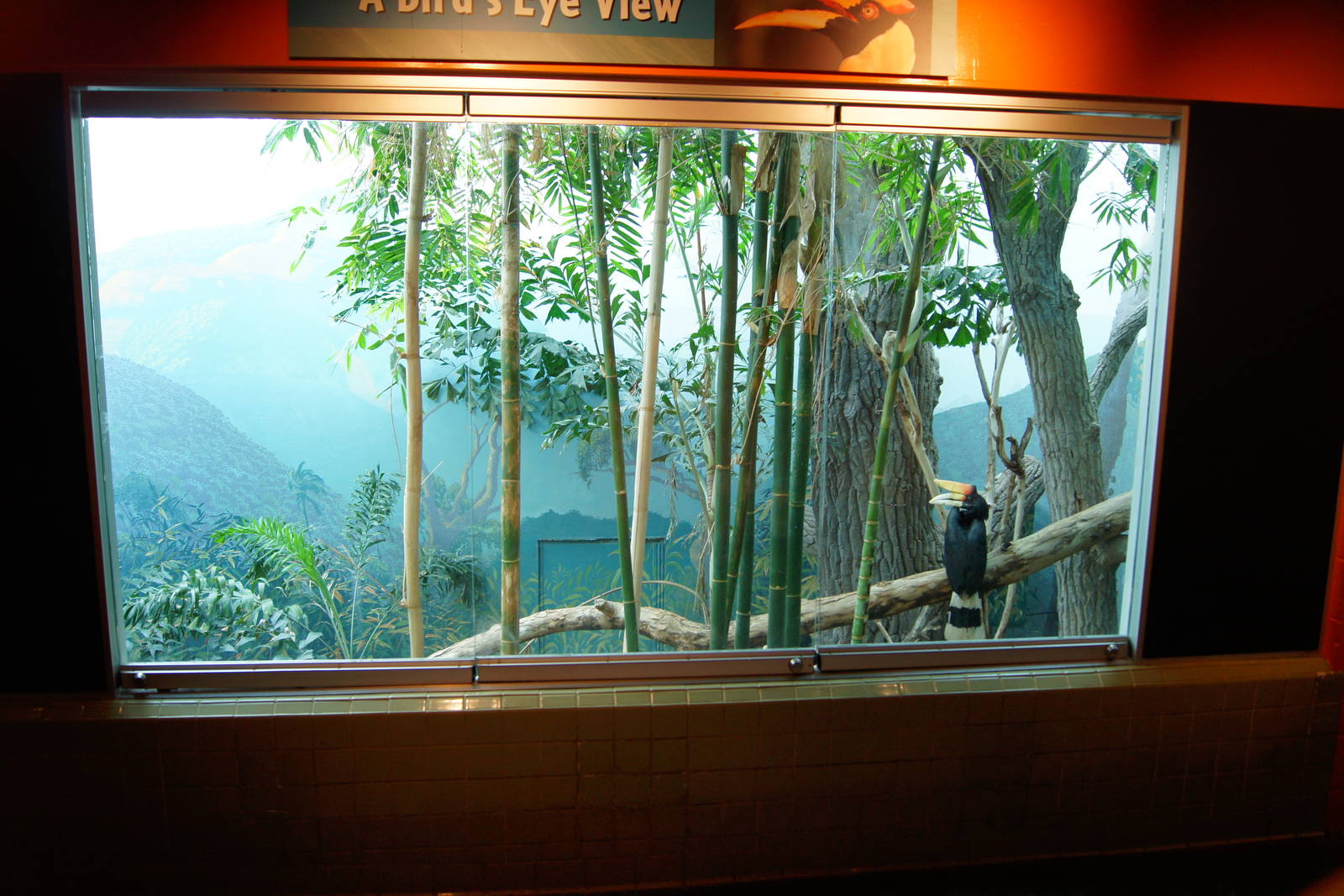 Rhinoceros Hornbill Exhibit