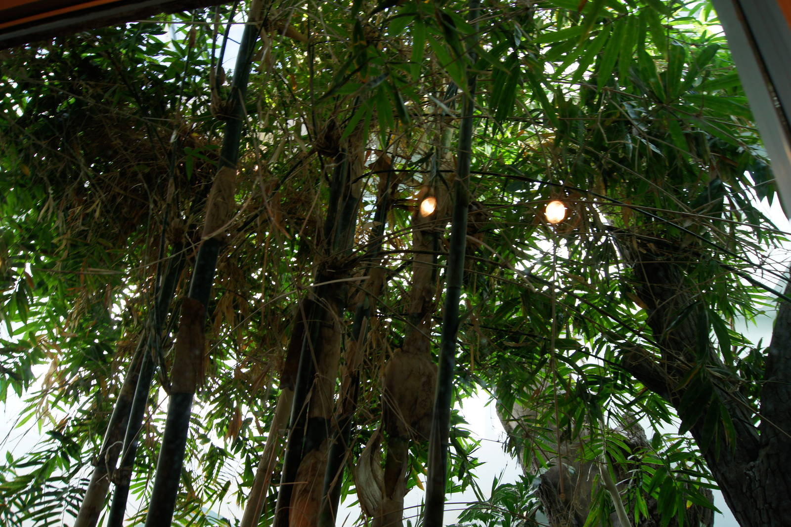 Rhinoceros Hornbill Exhibit