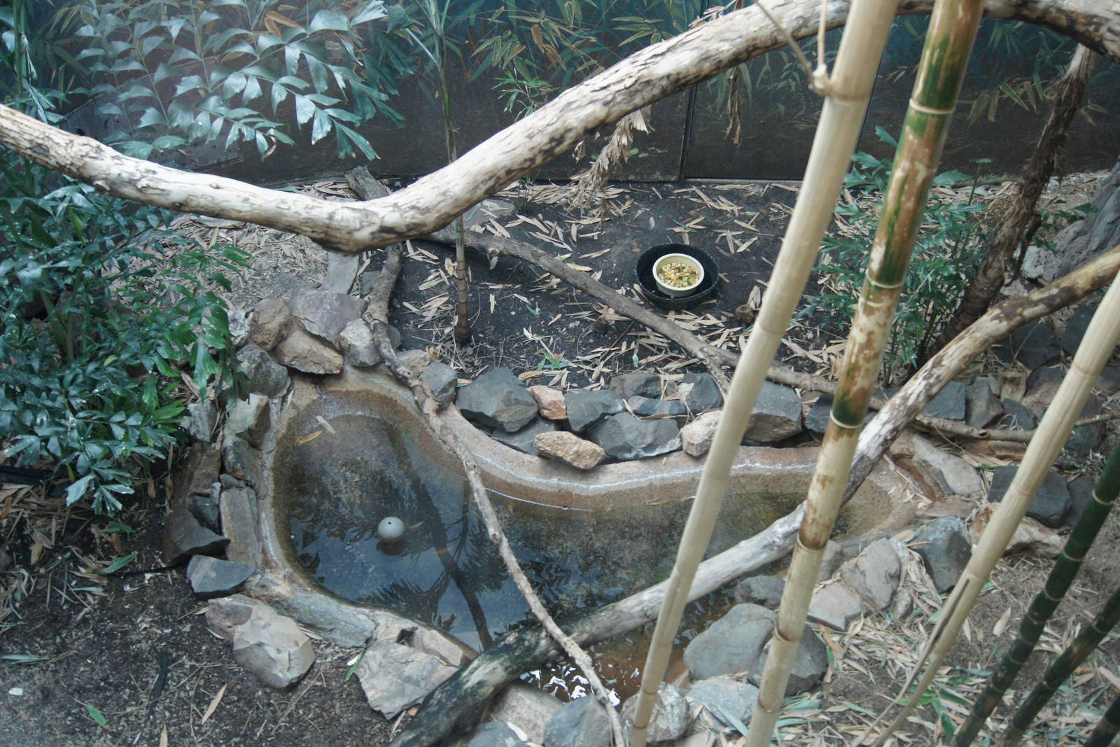 Rhinoceros Hornbill Exhibit