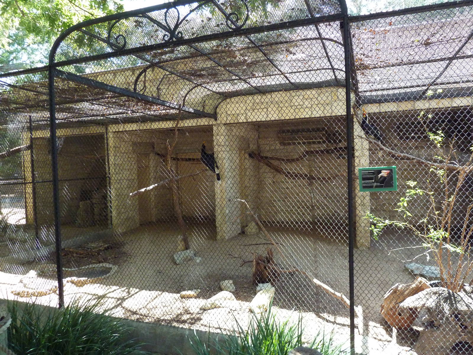 Rhinoceros Hornbill Exhibit