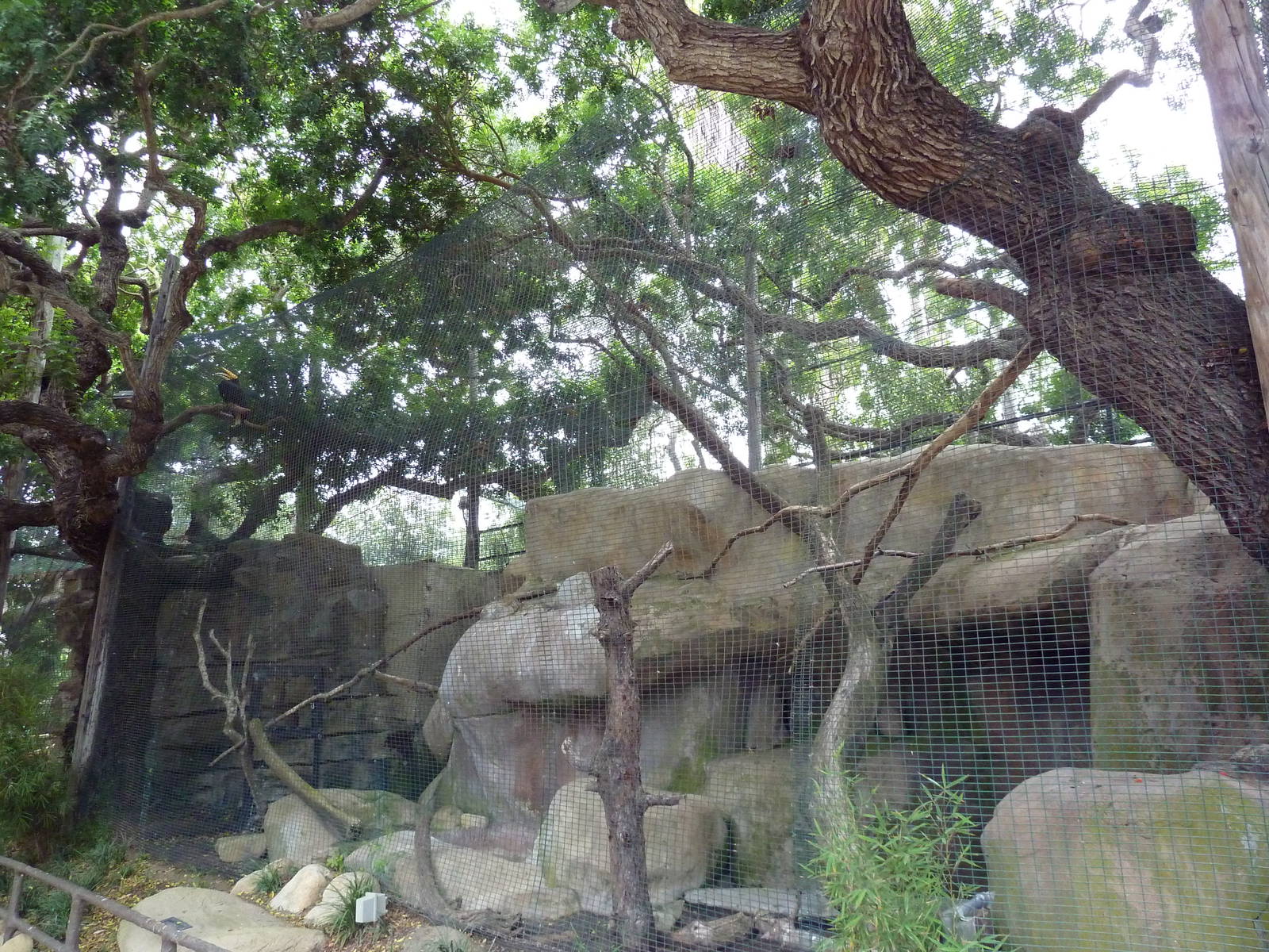 Rhinoceros Hornbill Exhibit