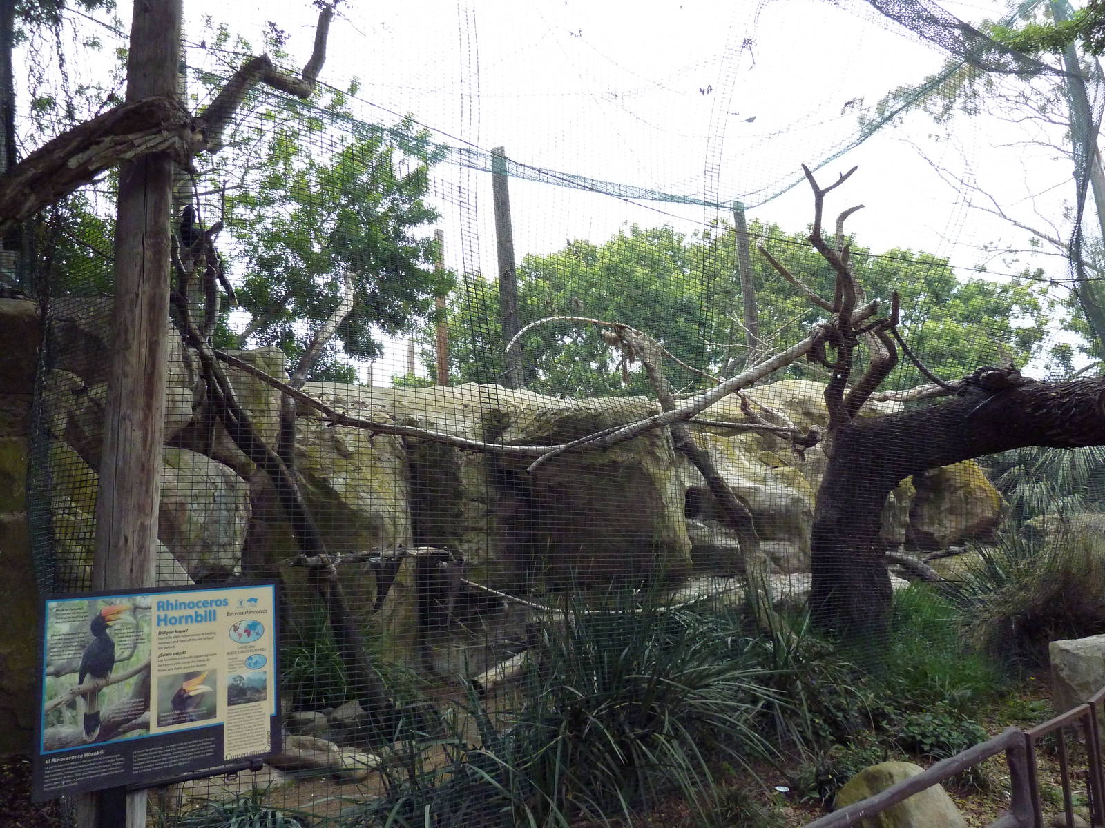 Rhinoceros Hornbill Exhibit