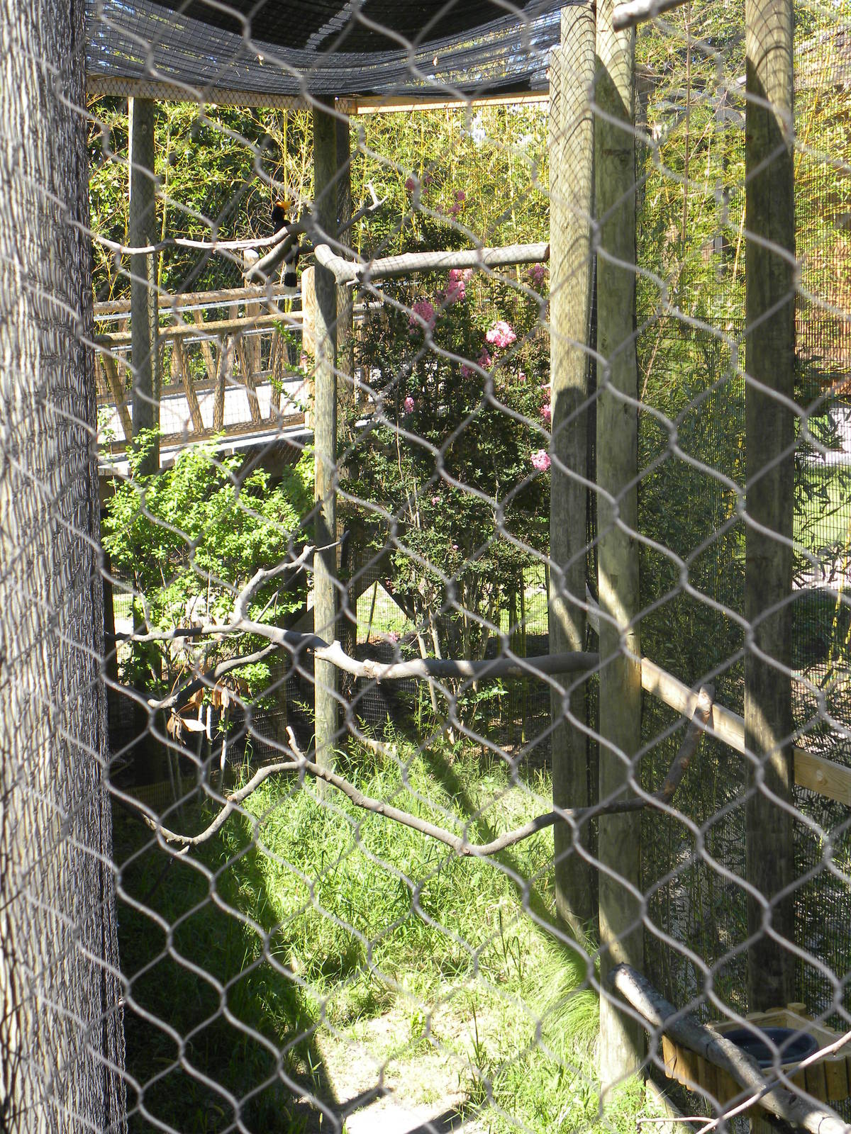 Rhinoceros Hornbill Exhibit