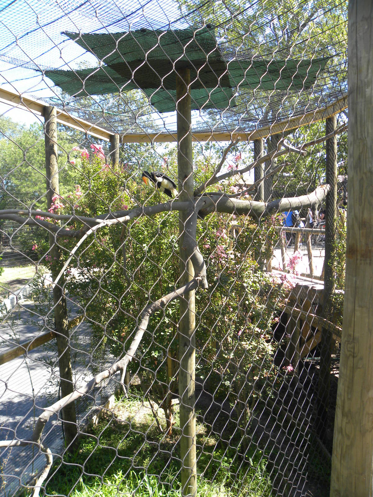 Rhinoceros Hornbill Exhibit