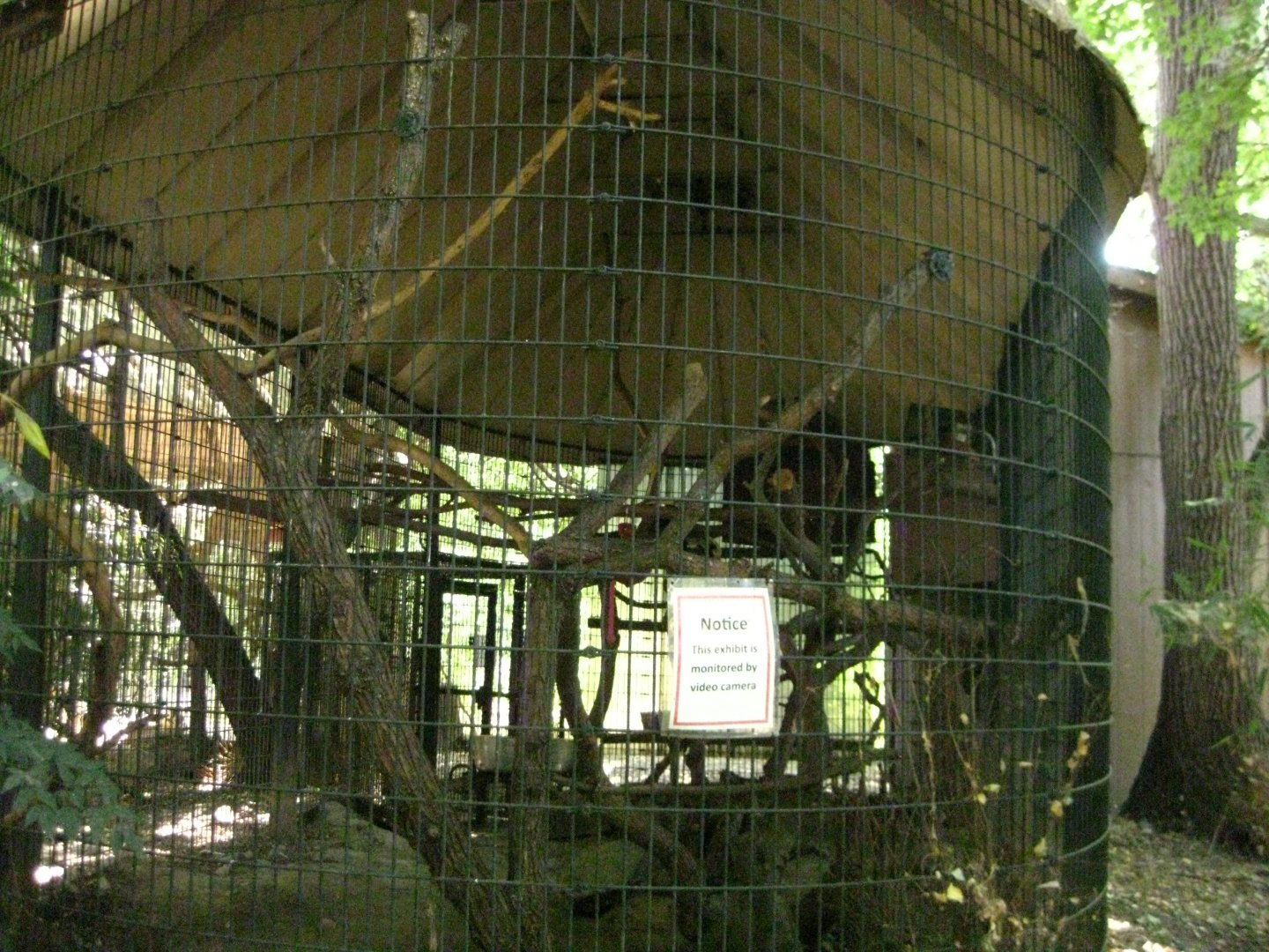 Rhinoceros Hornbill Exhibit