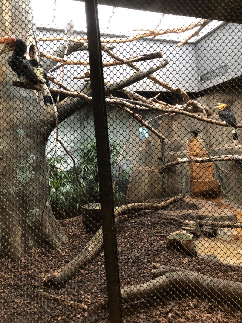 Rhinoceros Hornbill Exhibit