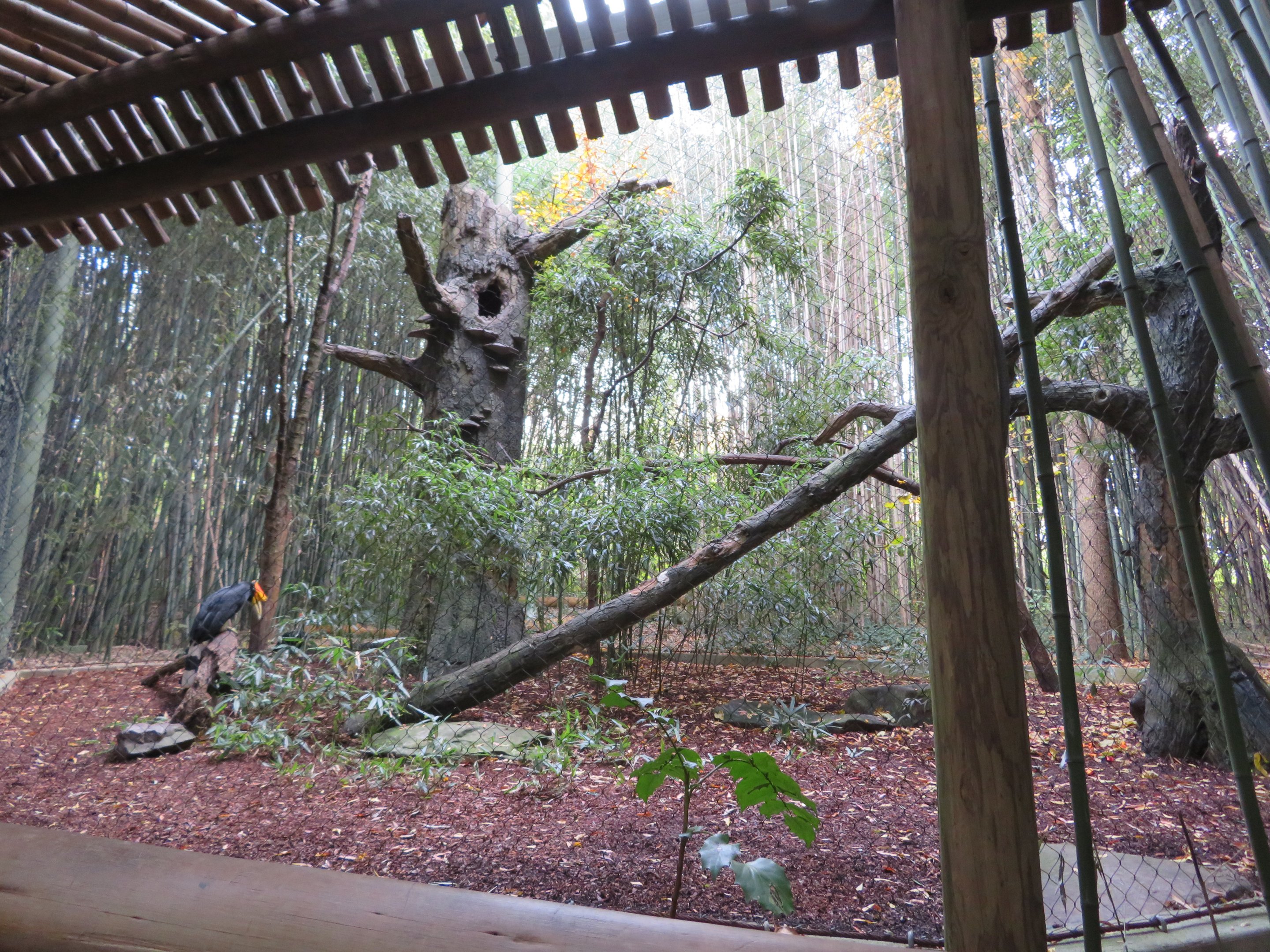 Rhinoceros Hornbill Exhibit