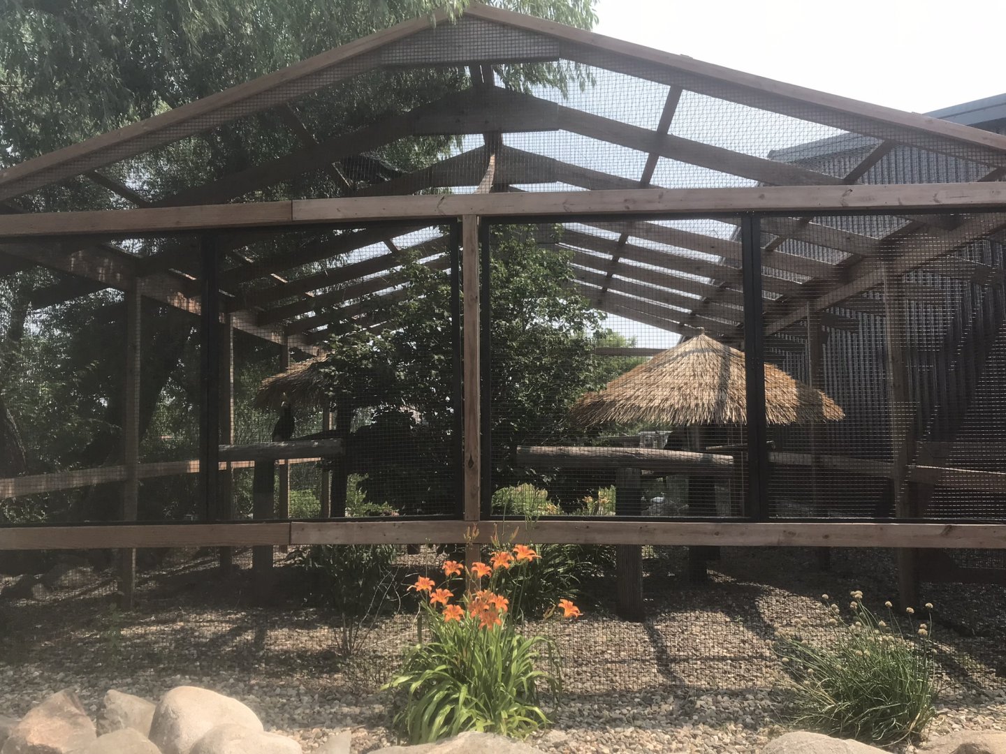 Rhinoceros Hornbill Exhibit